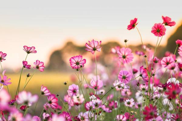 种波斯菊需要注意什么_https://www.86362.com_花卉_第1张