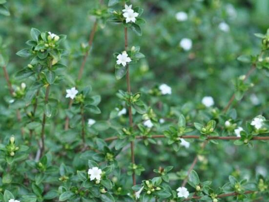 六月雪花语是什么_https://www.86362.com_花语_第2张