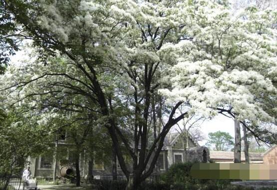 六月雪花语是什么_https://www.86362.com_花语_第5张