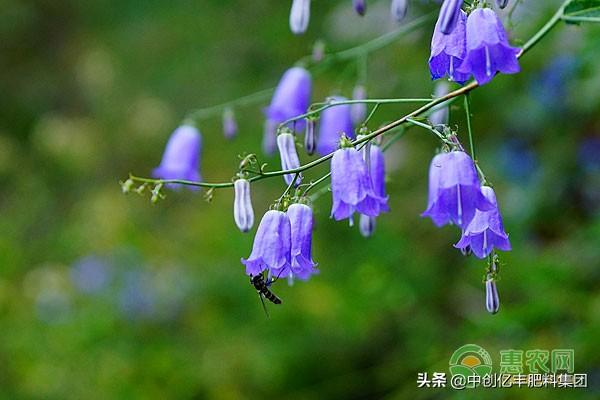 风铃草的花语是什么_https://www.86362.com_花语_第1张