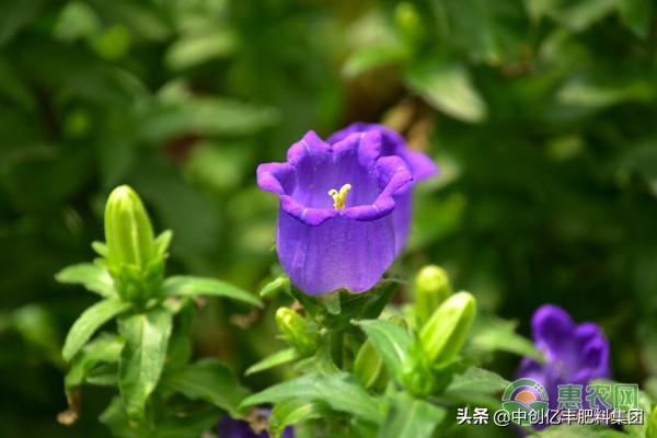 风铃草的花语是什么_https://www.86362.com_花语_第2张