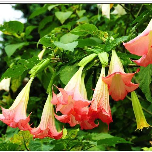 曼陀罗花花语是什么意思_https://www.86362.com_花语_第4张