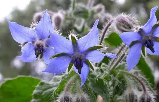 琉璃苣花语是什么_https://www.86362.com_花语_第2张