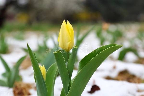 荷兰郁金香为什么被称为国花_https://www.86362.com_花卉_第4张