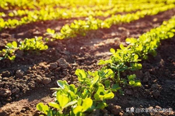 花生开花后多久成熟采摘