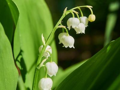 铃兰花怎么种植方法_https://www.86362.com_花卉_第2张