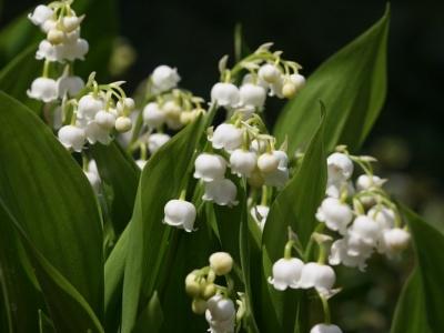 铃兰花怎么种植方法_https://www.86362.com_花卉_第3张