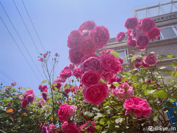 月季花的品种都有哪些_https://www.86362.com_花卉_第3张