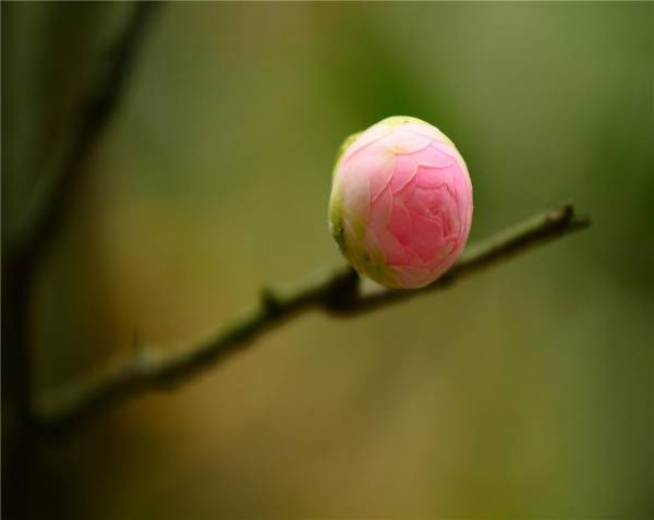 山茶花期多长时间_https://www.86362.com_花卉_第4张