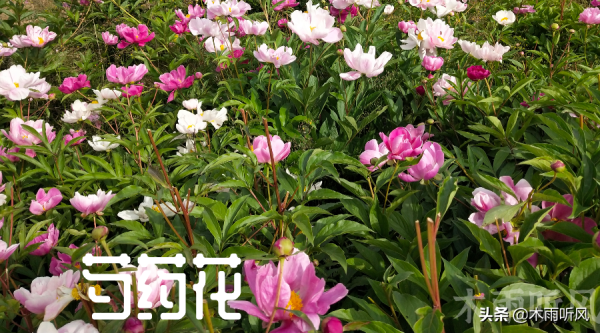 二月份可以种芍药吗_https://www.86362.com_花卉_第2张