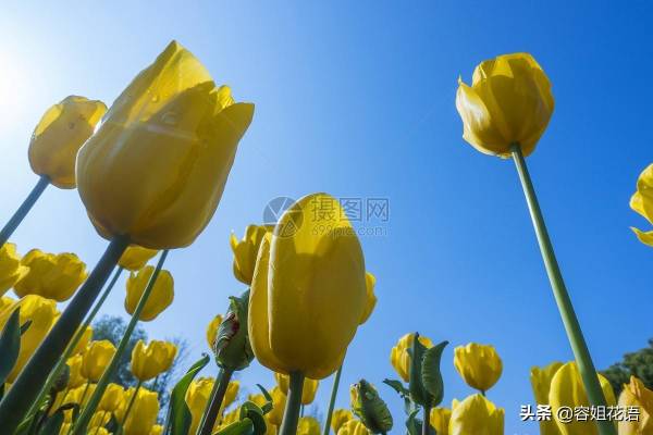 郁金香花有毒吗能放家里吗_https://www.86362.com_花卉_第1张