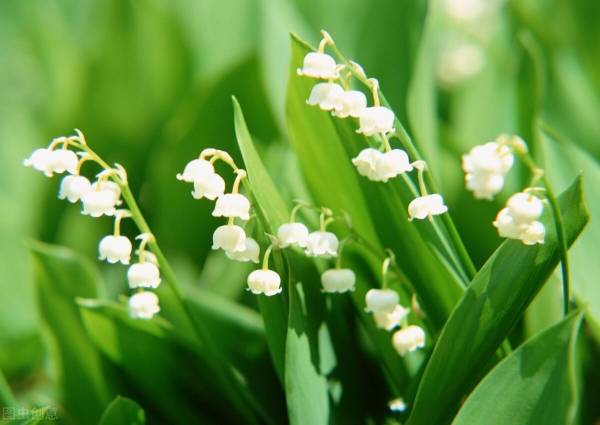 铃兰花期多长时间_https://www.86362.com_花卉_第1张