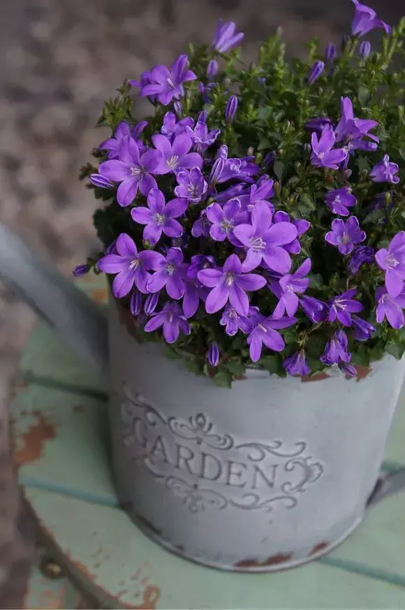 风铃草是一年生还是多年生植物_https://www.86362.com_花卉_第2张