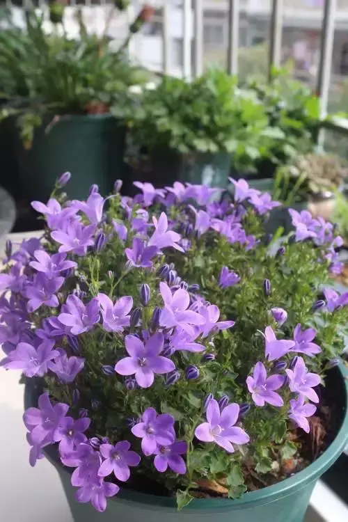 风铃草是一年生还是多年生植物_https://www.86362.com_花卉_第5张