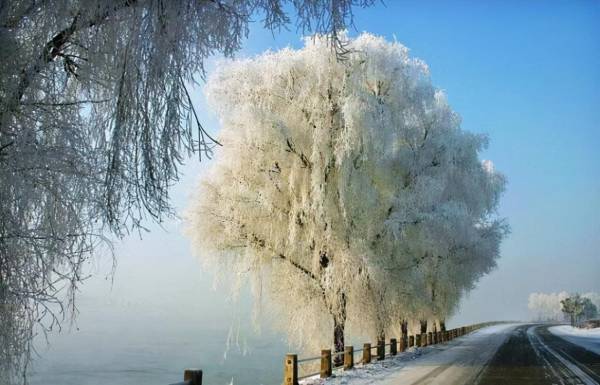 雪柳干枝怎么养多久能开花_https://www.86362.com_花卉_第2张