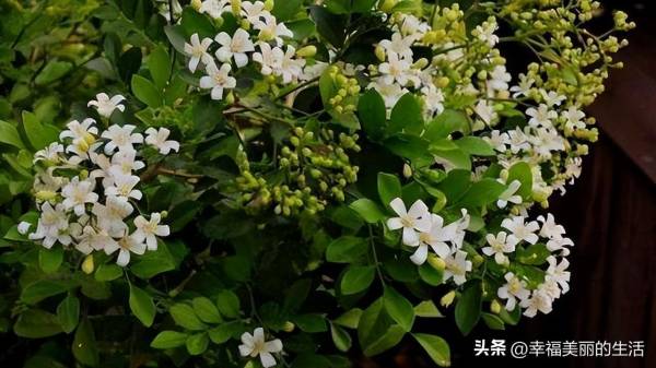 九里香禁忌摆放位置_https://www.86362.com_花卉_第4张