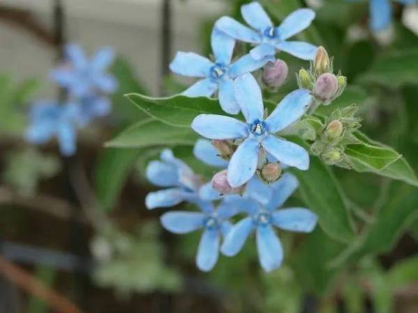 蓝星花花语及代表意义