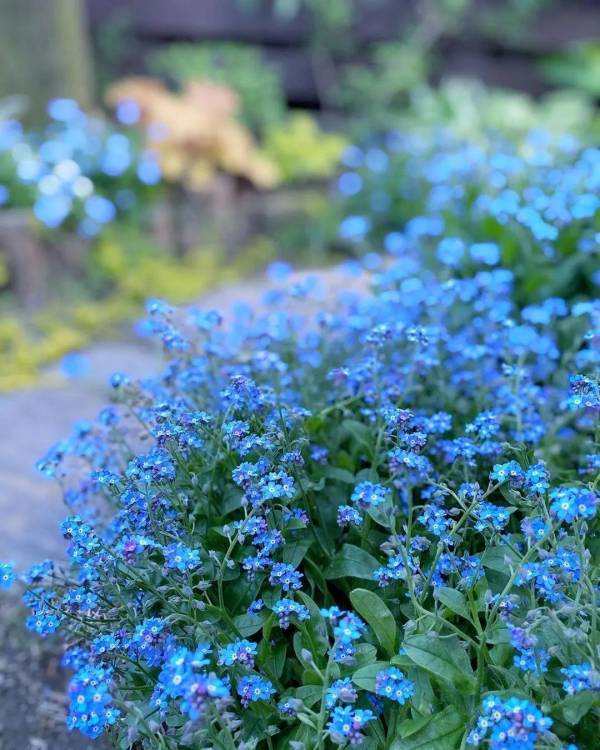 蓝星花花语及代表意义_https://www.86362.com_花卉_第13张