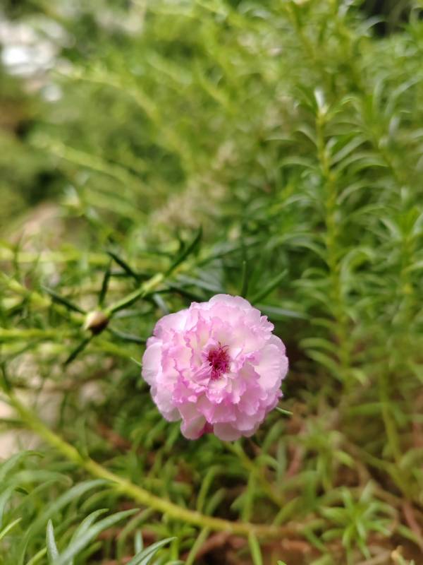 太阳花的含义是什么意思