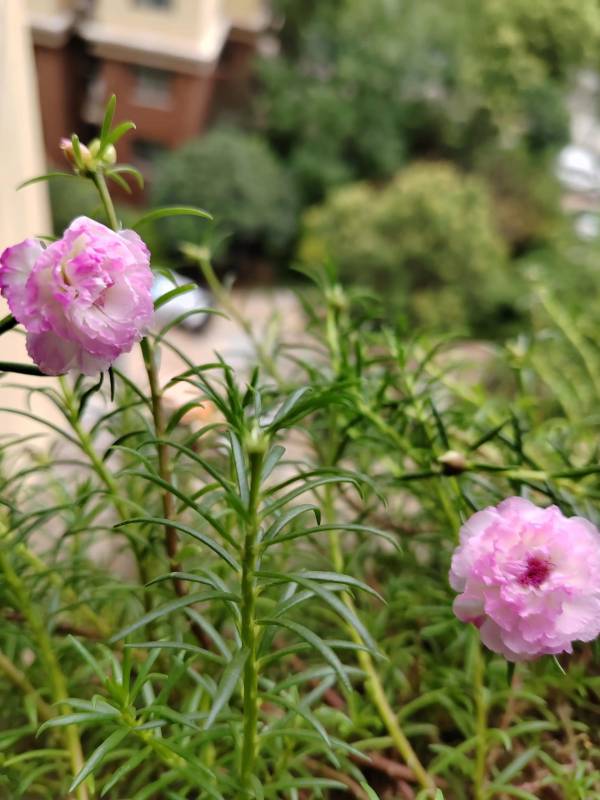 太阳花的含义是什么意思_https://www.86362.com_花卉_第2张