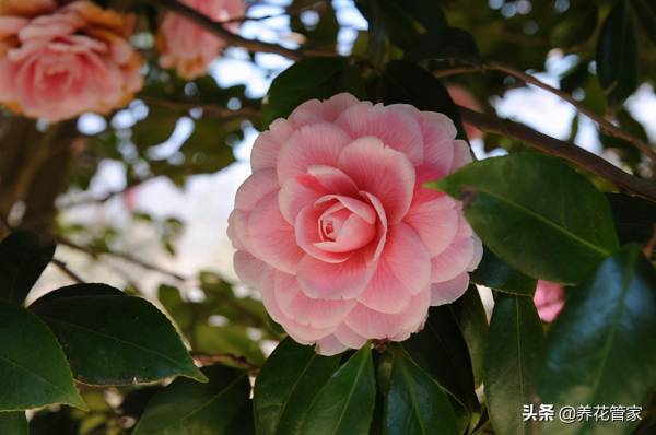 茶花几月份嫁接最好活_https://www.86362.com_花卉_第3张