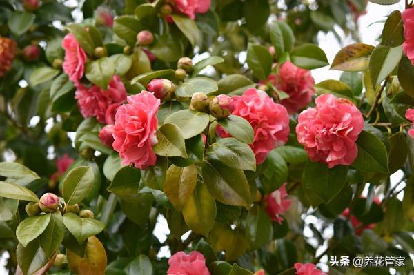 茶花几月份嫁接最好活_https://www.86362.com_花卉_第4张