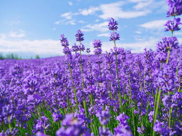 薰衣草花语是什么_https://www.86362.com_花语_第2张