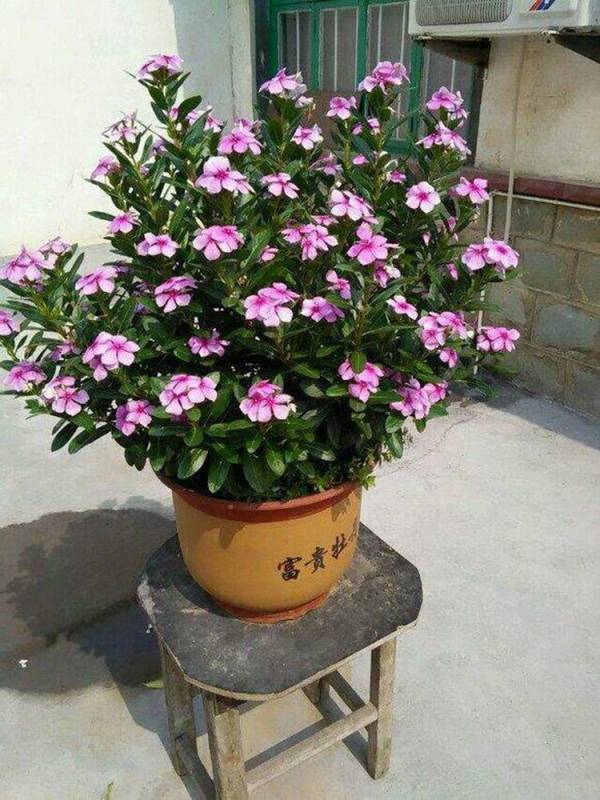 夏天种什么花最合适盆栽_https://www.86362.com_花卉_第5张