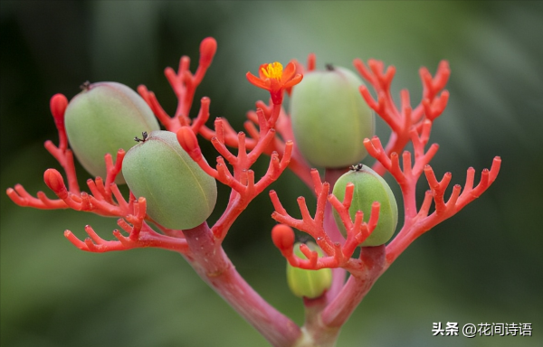 佛肚海棠花语大全_https://www.86362.com_花卉_第2张