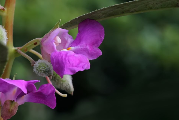 凤仙花的花语和寓意_https://www.86362.com_花卉_第3张