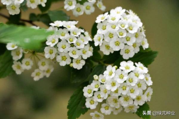 绣线菊种植方法和时间_https://www.86362.com_花卉_第1张