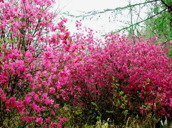 杜鹃花语鹤象征意义是什么_https://www.86362.com_花卉_第3张