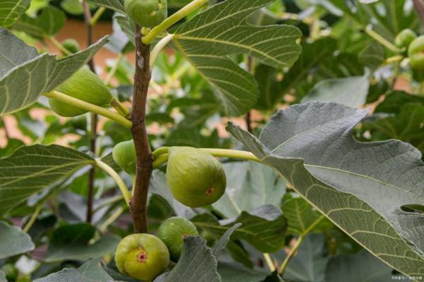 无花果矮化栽培技术与管理