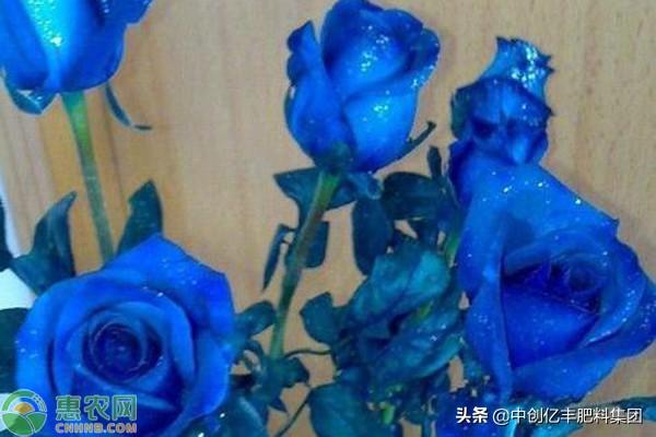 蓝色妖姬的寓意和花语是什么_https://www.86362.com_花语_第2张