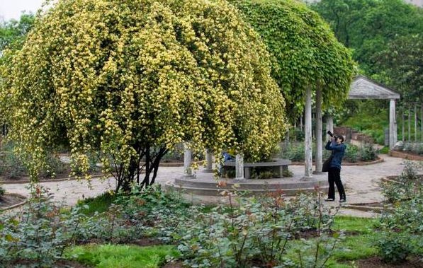 木香花可以盆栽吗_https://www.86362.com_花卉_第6张