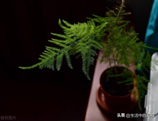 耐阴的室内植物花卉有哪些_https://www.86362.com_花卉_第4张