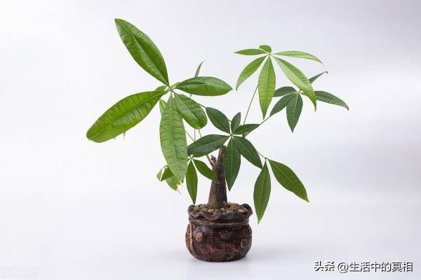 耐阴的室内植物花卉有哪些_https://www.86362.com_花卉_第11张