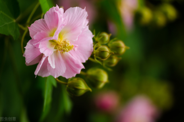 芙蓉花的栽培方法有哪些_https://www.86362.com_花卉_第1张