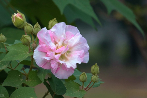 芙蓉花的栽培方法有哪些_https://www.86362.com_花卉_第2张