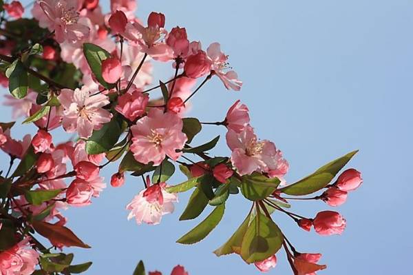 海棠花的品种名称有哪些_https://www.86362.com_花卉_第4张