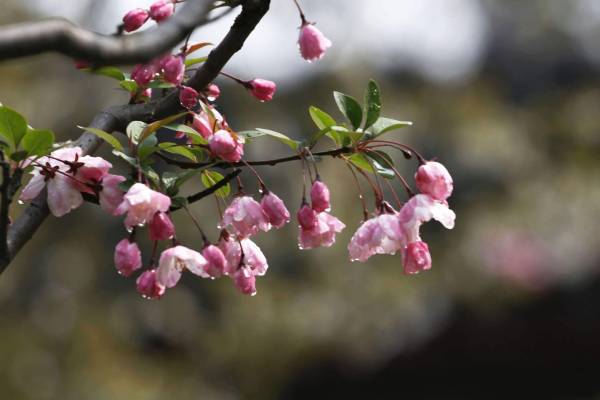 海棠花的品种名称有哪些_https://www.86362.com_花卉_第5张