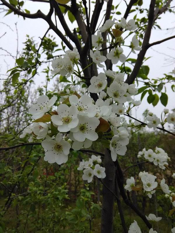 海棠花的品种名称有哪些_https://www.86362.com_花卉_第7张