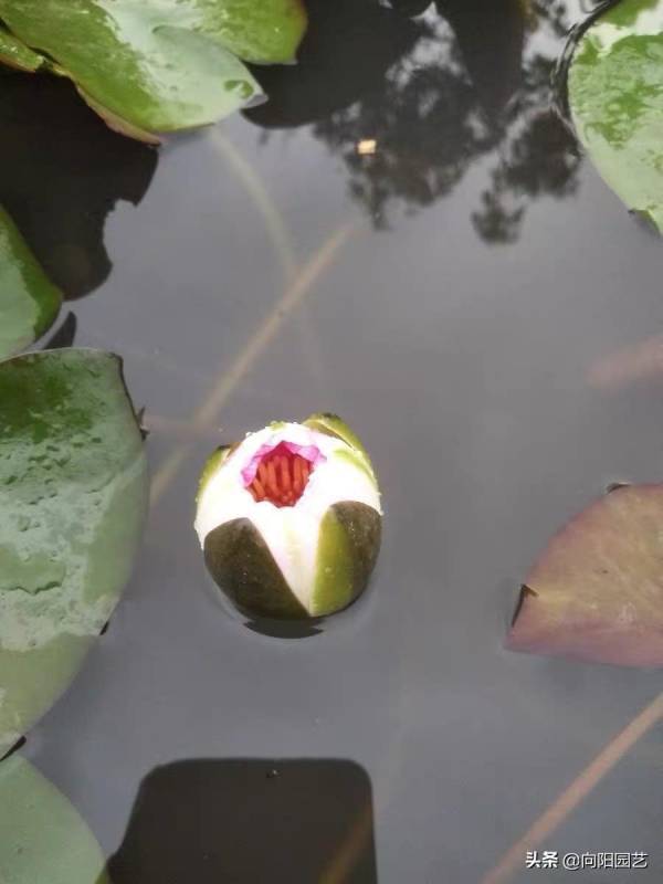 鱼缸里睡莲的种植方法是什么_https://www.86362.com_花卉_第8张