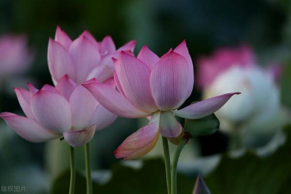 香槟睡莲花语是什么_https://www.86362.com_花卉_第6张