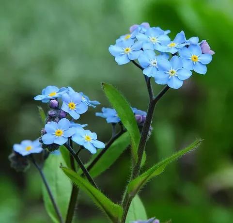 星辰花的花语是什么_https://www.86362.com_花语_第4张