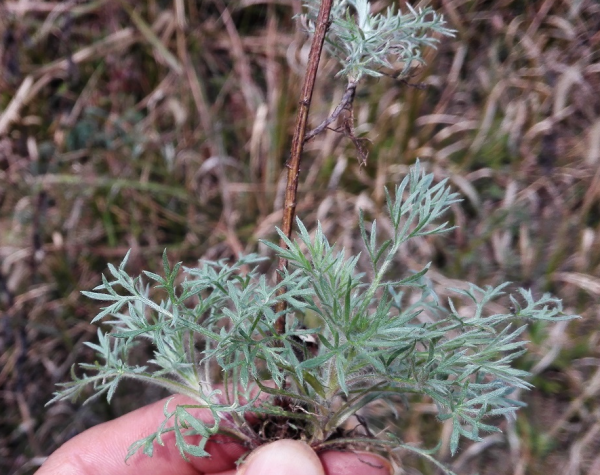 驱蚊植物哪种最好