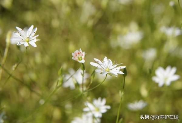 繁缕花花语及代表意义