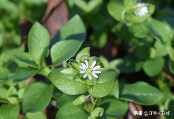 繁缕花花语及代表意义_https://www.86362.com_花卉_第4张