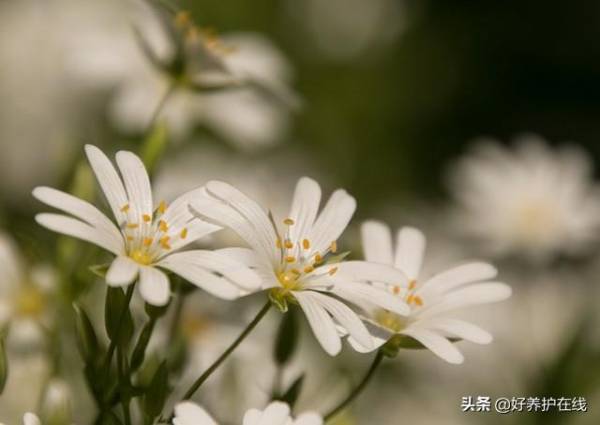 繁缕花花语及代表意义_https://www.86362.com_花卉_第5张