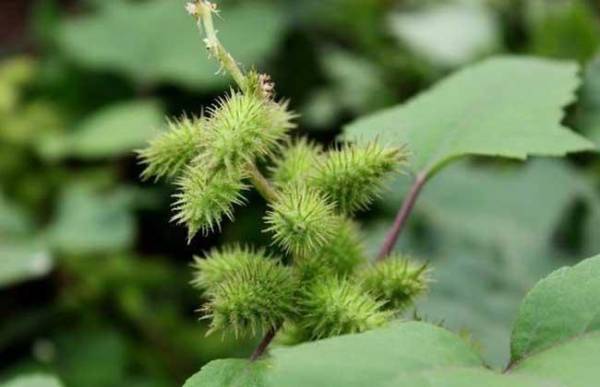 植物种子的传播方式有哪些